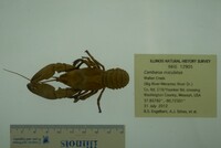 Cambarus maculatus image